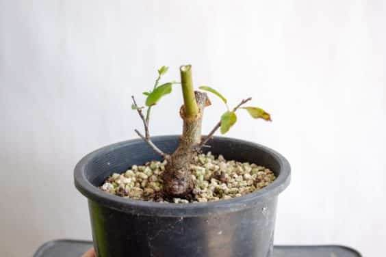 图解 盆景制作系列8 修剪不必要的分支