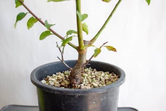 图解 盆景制作系列8 修剪不必要的分支