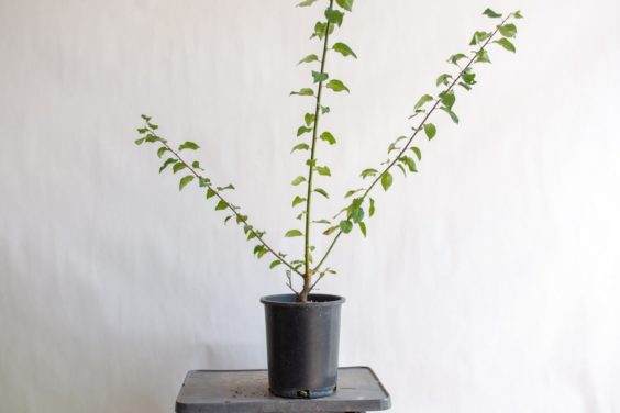 图解 盆景制作系列8 修剪不必要的分支