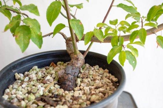 图解 盆景制作系列8 修剪不必要的分支