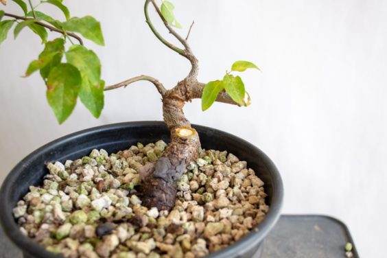 图解 盆景制作系列8 修剪不必要的分支