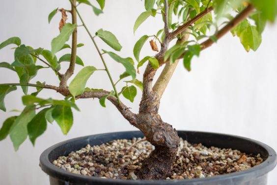 图解 盆景制作系列8 修剪不必要的分支