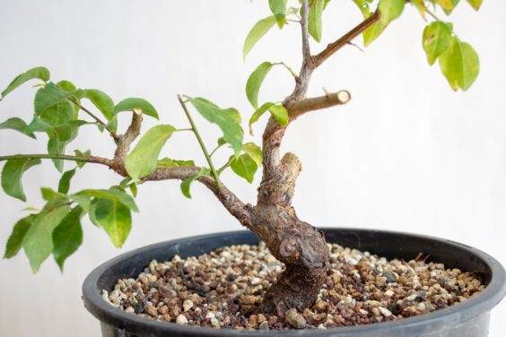 图解 盆景制作系列8 修剪不必要的分支