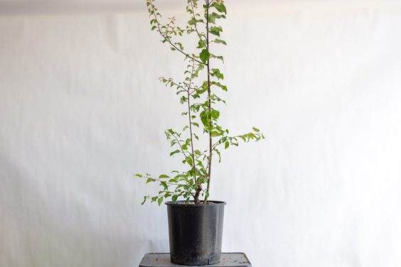 图解 盆景制作系列8 修剪不必要的分支