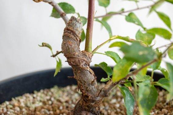 图解 盆景制作系列8 修剪不必要的分支