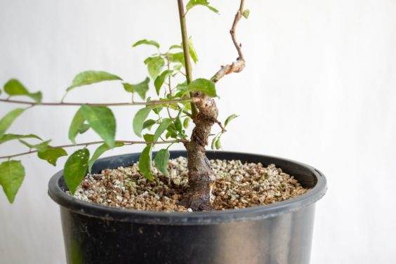 图解 盆景制作系列8 修剪不必要的分支