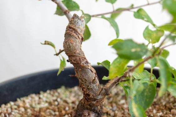 图解 盆景制作系列8 修剪不必要的分支