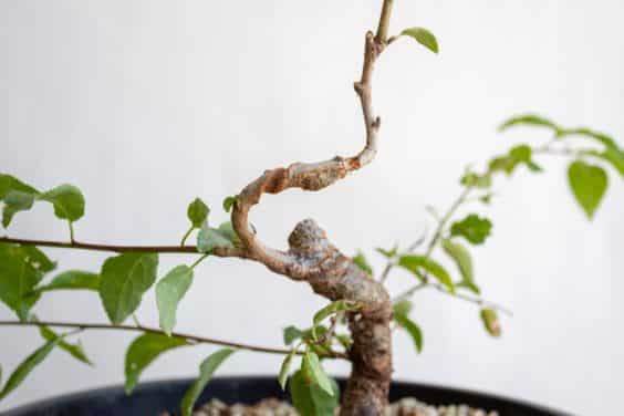 图解 盆景制作系列8 修剪不必要的分支