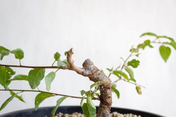 图解 盆景制作系列8 修剪不必要的分支