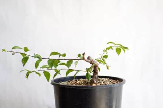 图解 盆景制作系列8 修剪不必要的分支