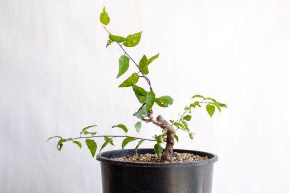 图解 盆景制作系列8 修剪不必要的分支