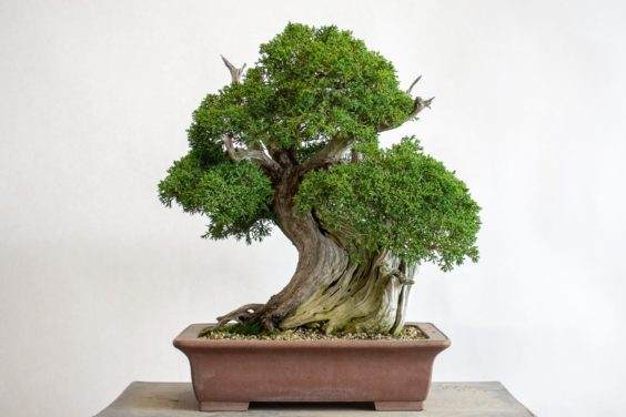 真柏嫁接在加州杜松盆景