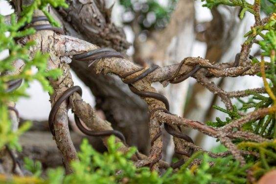 图解 如何去除嫁接真柏盆景上的盘扎线