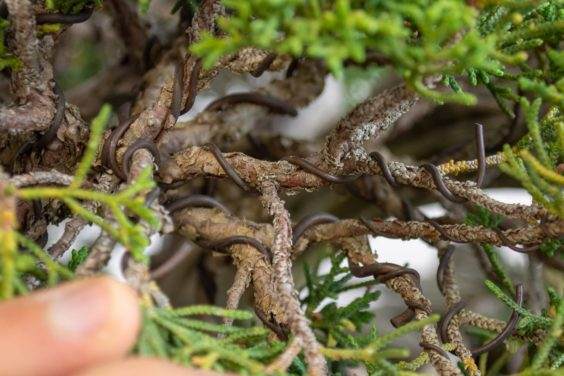 图解 如何去除嫁接真柏盆景上的盘扎线