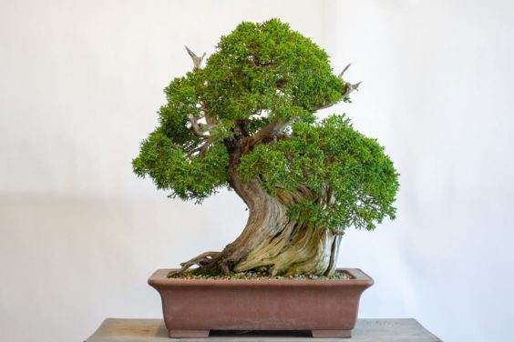 拆下盘扎线后的盆景