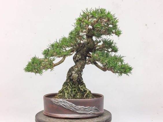 图解 怎么在夏季对黑松盆景的翻盘