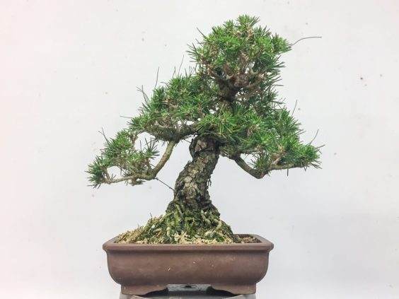 黑松盆景 - 朽烂后一个月