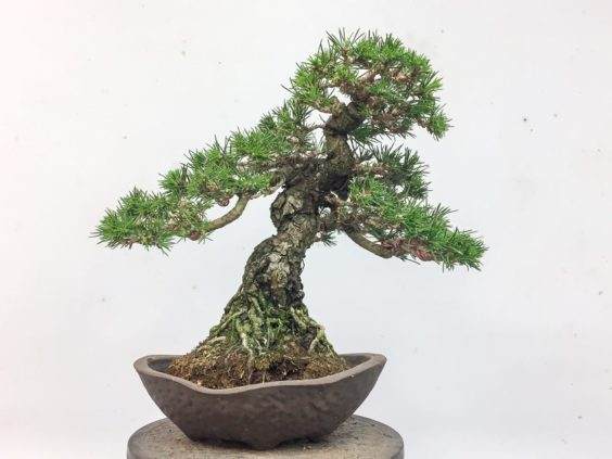 图解 怎么在夏季对黑松盆景的翻盘