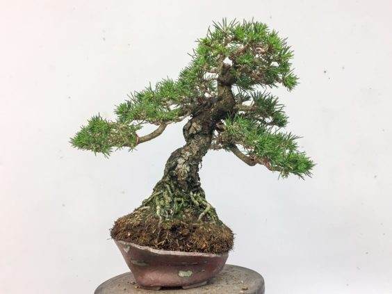 图解 怎么在夏季对黑松盆景的翻盘