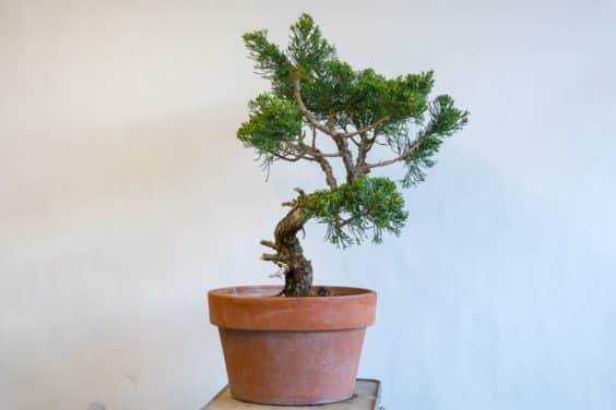 修剪盆景低分支后