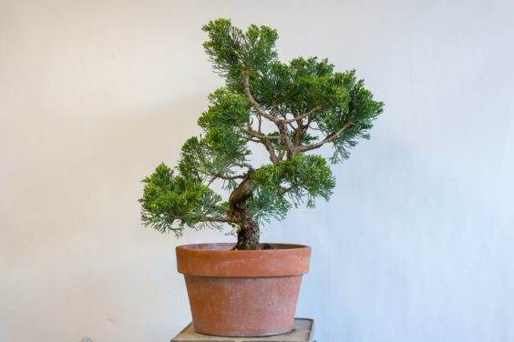 杜松盆景 - 被嫁接的主题