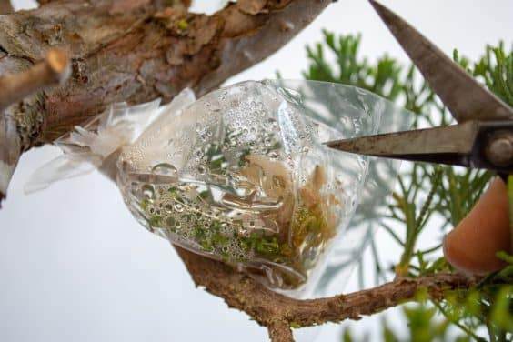 图解 盆景侧贴面移植后怎么养护的方法