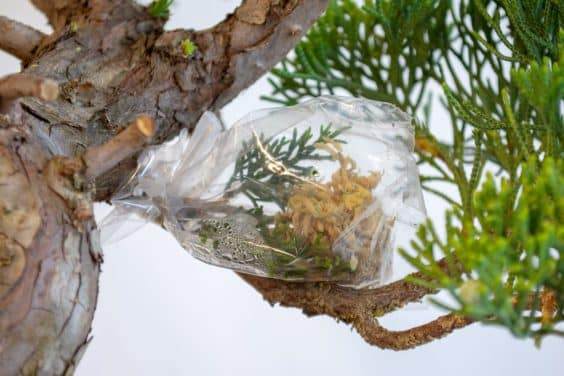 图解 盆景侧贴面移植后怎么养护的方法