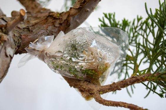 接枝袋中的冷凝水