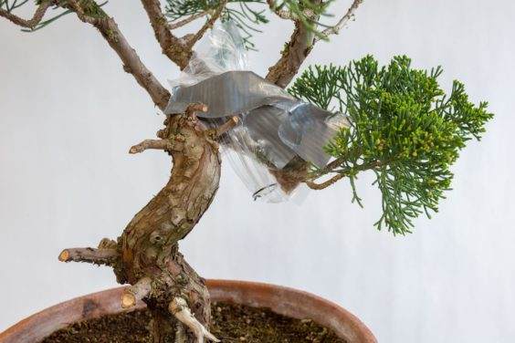 在管道带“帐篷”下方完成的移植物用于遮盖接穗