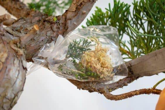 图解 盆景侧贴面移植后怎么养护的方法