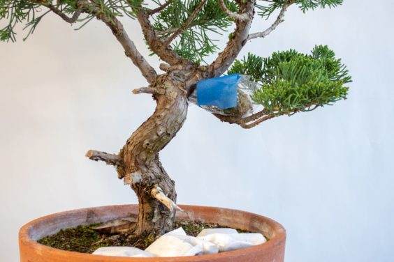 图解 盆景侧贴面移植后怎么养护的方法