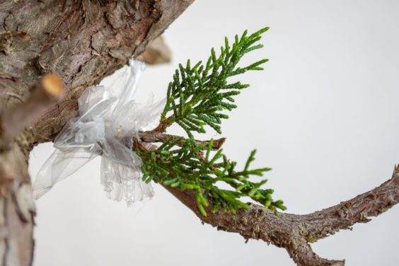 图解 盆景侧贴面移植后怎么养护的方法