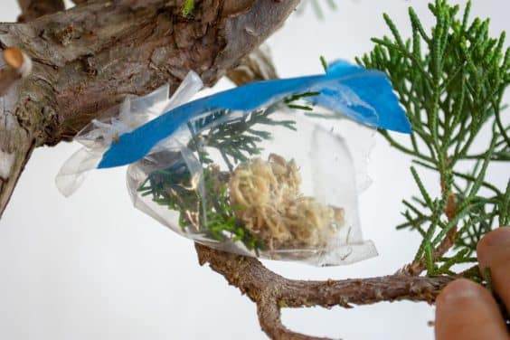 图解 盆景侧贴面移植后怎么养护的方法