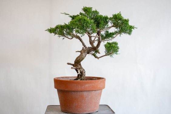 图解 盆景侧贴面移植后怎么养护的方法