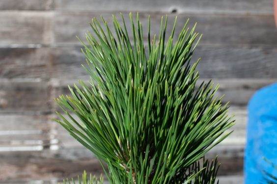 健康的松树盆景叶子