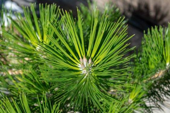 过度浇水黑松盆景会出现的迹象