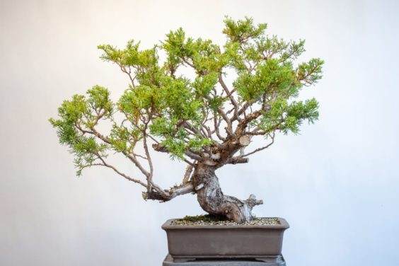 圣何塞杜松盆景