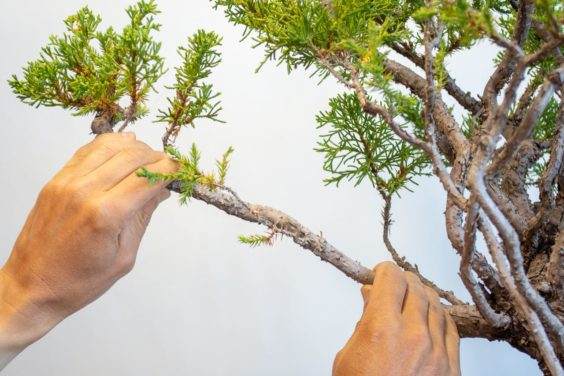 图解 何时移植盆景和弯曲盆景最好