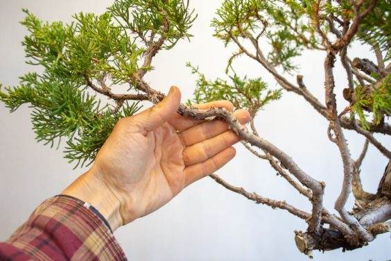 图解 何时移植盆景和弯曲盆景最好