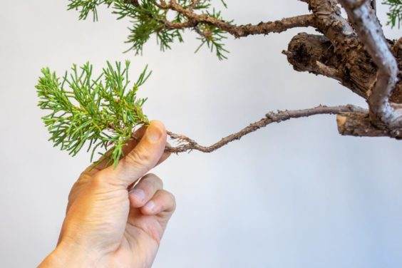 图解 何时移植盆景和弯曲盆景最好