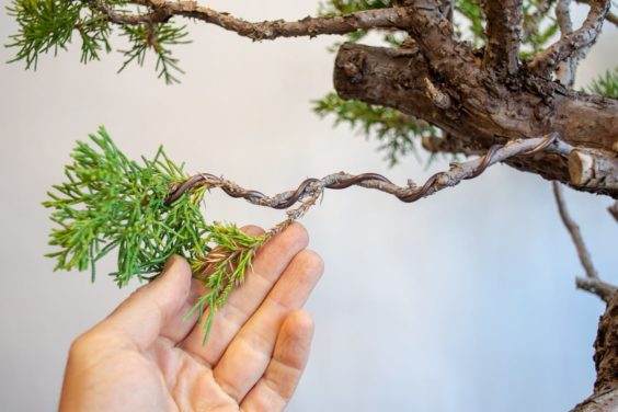 图解 何时移植盆景和弯曲盆景最好