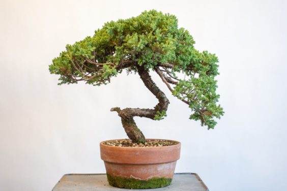 30岁的水葡萄杜松盆景