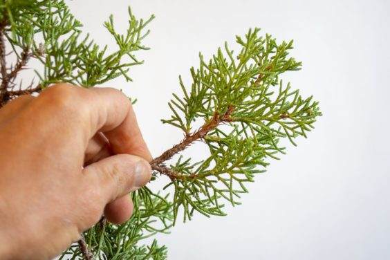 图解 何时移植盆景和弯曲盆景最好