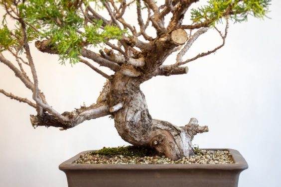 树干细节暗示树的未来高度