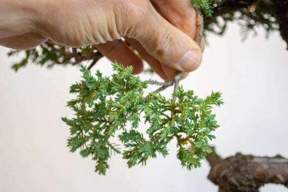 现成的盆景分支垫