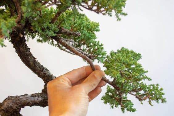 图解 何时移植盆景和弯曲盆景最好