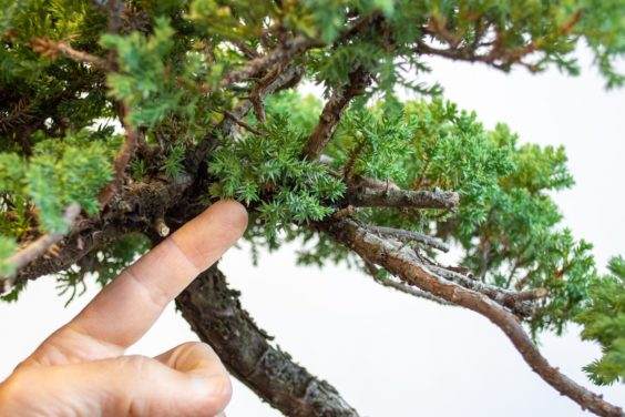 盆景树枝在分支的基地