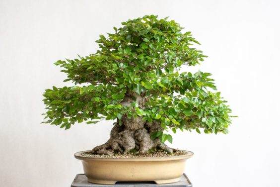 2018年7月 - 部分盆景落叶后两个月