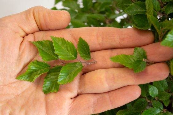 缩短到两片叶子后（第三片叶片来自另一片叶子）