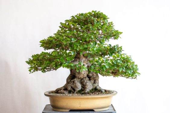 修剪新芽并修剪大叶后